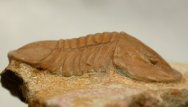 Niobe laeviceps Russian trilobite