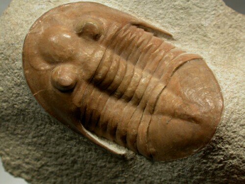 Pseudoasaphinus tecticaudatus Rare Russian Trilobite 