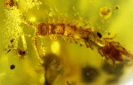 Centipede in Cretaceous Fossil Amber