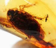 Cretaceous Amber Cockroach