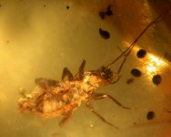 Cricket in Cretaceous Amber 