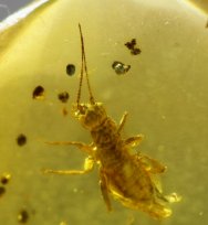 RARE Cricket in Cretaceous Amber