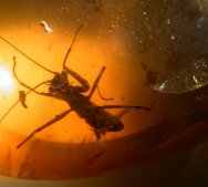 Cretaceous Praying Mantis in Fossil Amber