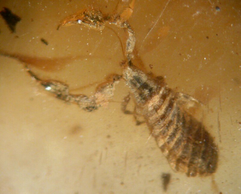 Pseudoscorpion in Cretaceous Amber