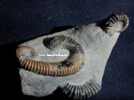 Heteromorph Ammonites