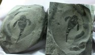 Museum Eurypterus remipes Sea Scorpion Fossil