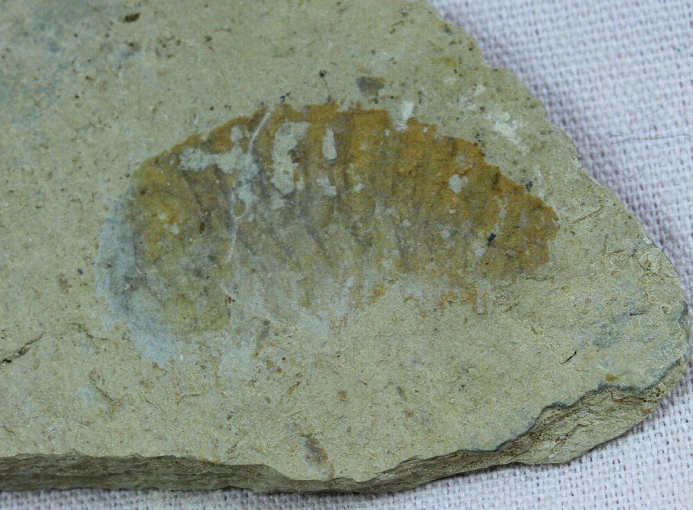 Dicranocaris