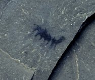 Halluicgenia Lobopodia Fossil