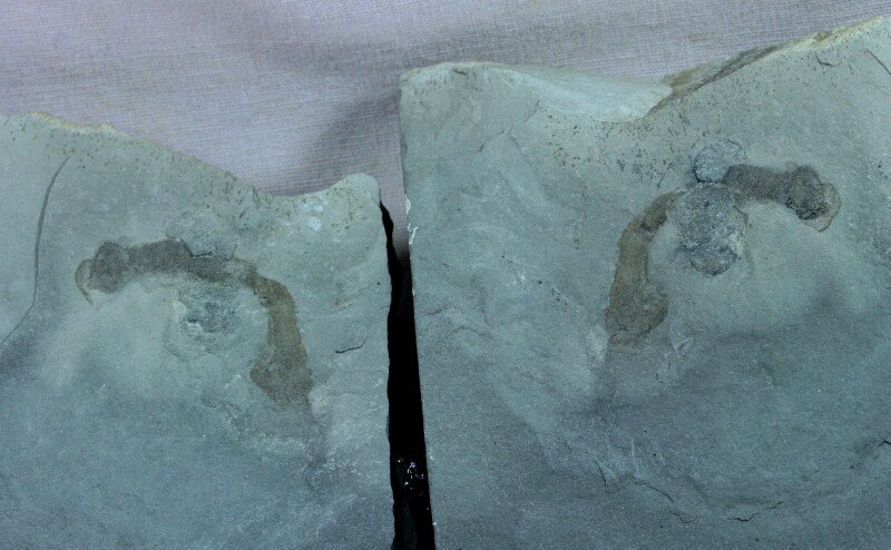 Oesia disjuncta Cambrian Explosion Fossil