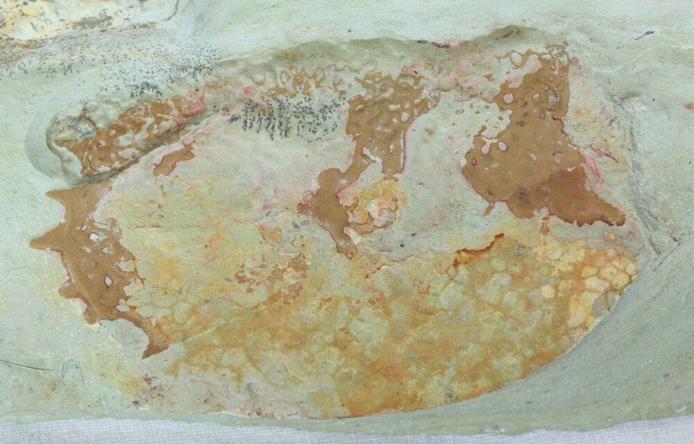 Tuzoia guntheri Decorated Cambrian Explosion Phyllocarid Fossil