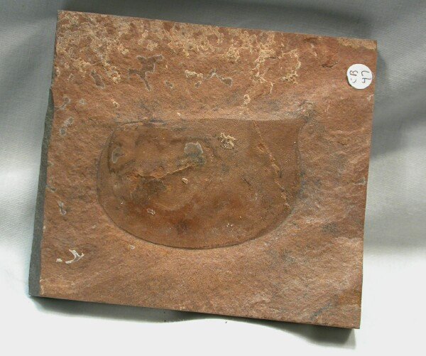 Branchiocaris Utah Cambrian Explosion Fossil