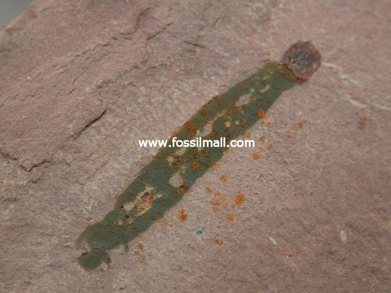 Enigmatic Cambrian Fossil from Utah