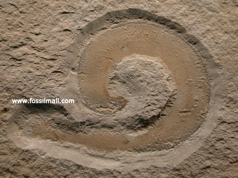Priapulid Fossil