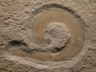 Priapulid Worm Fossil