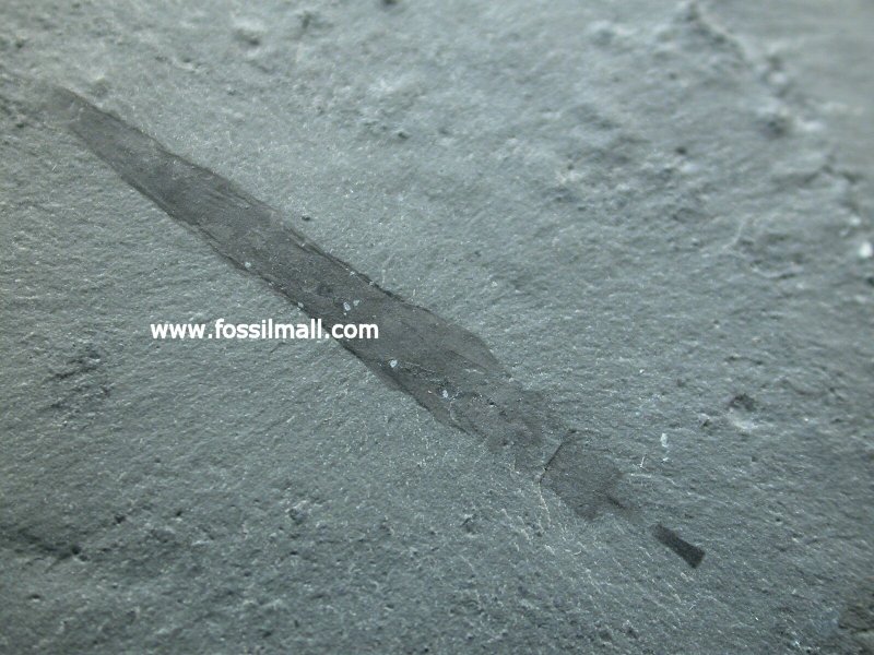 Selkirkia willoughbyi