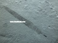 Selkirkia willoughbyi from Cambrian Utah