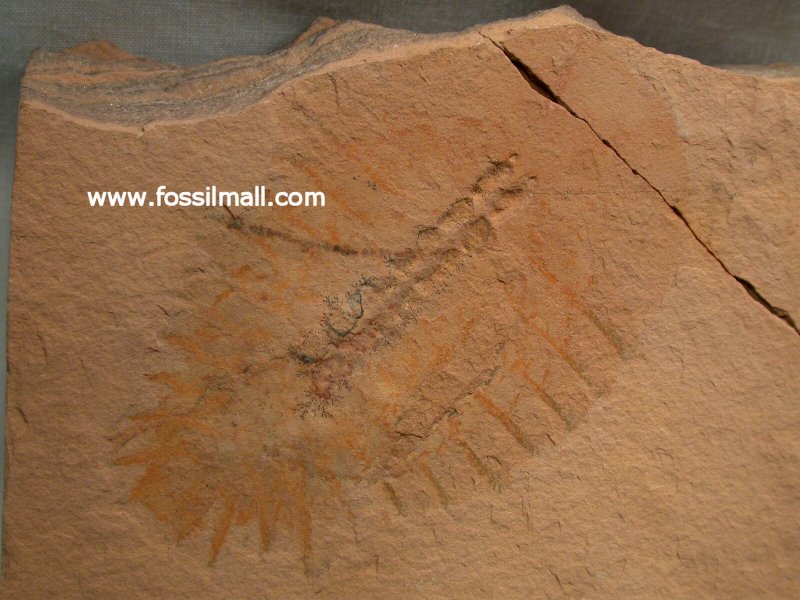Sidneyia Cambrian Fossil