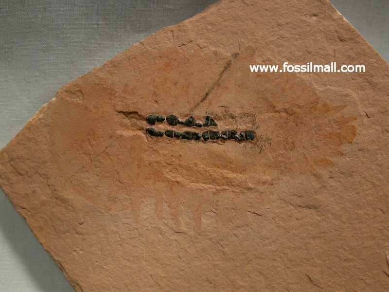Sidneyia Cambrian Fossil Utah