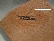 Sidneyia Fossil Utah