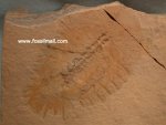 Sidneyia Arthropod  Fossil