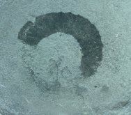 Anomalocaris Oral Disk Fossil