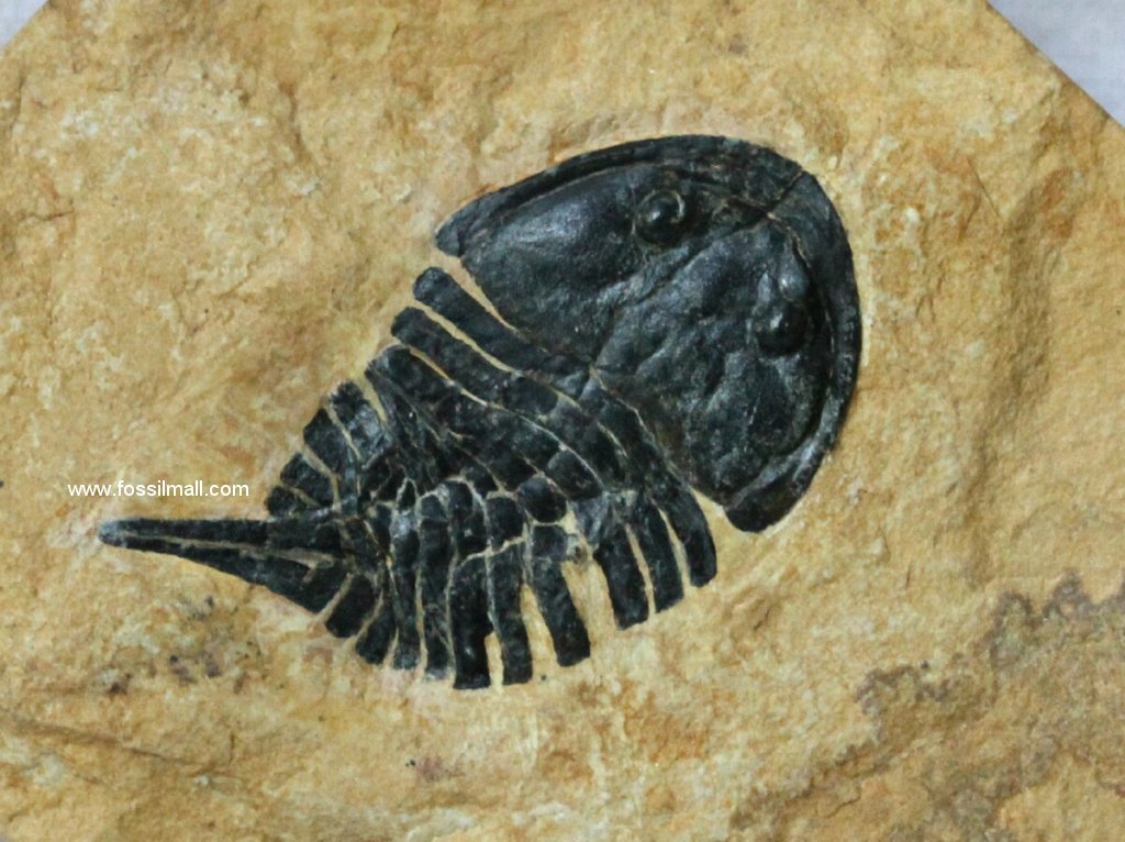 Beckwithia typa Aglaspid Fossil from Weeks Formation in Utah
