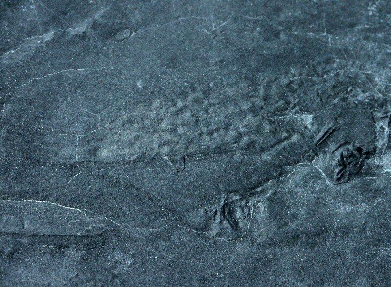 Margaretia dorus Alga Cambrian Explosion Fossils Utah 