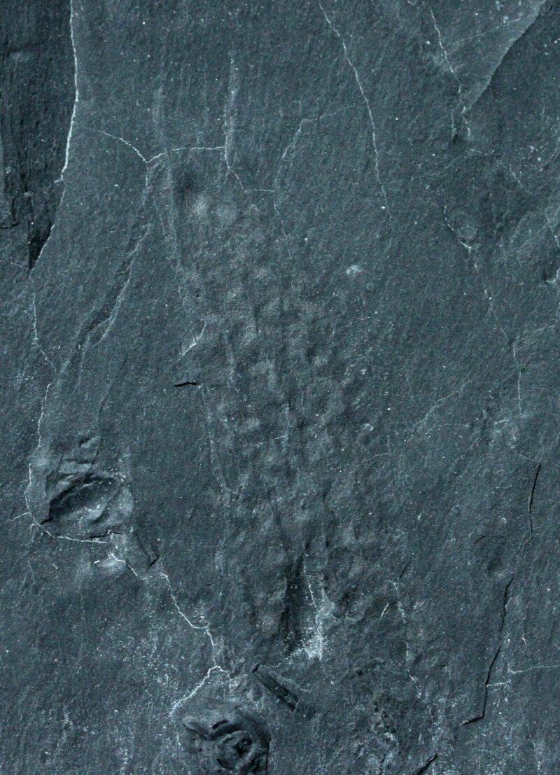 Margaretia dorus Utah Cambrian Explosion Fossil