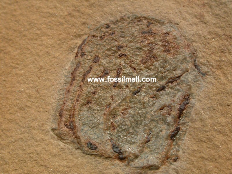 Enigmatic Cambrian Fossil from Utah