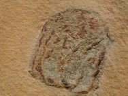 Scyphozoan fossil