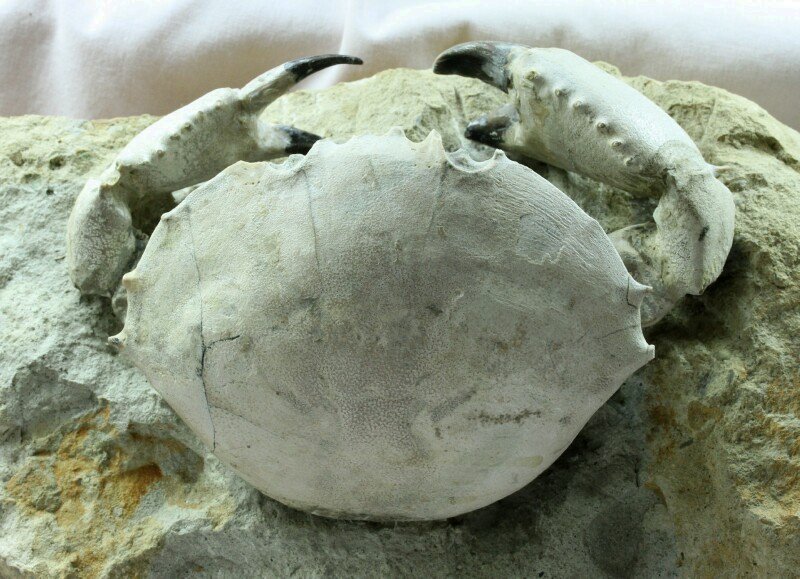 Harpactocarcinus punctulatus Crab Fossil 