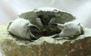 Museum Harpactocarcinus Crab Fossil