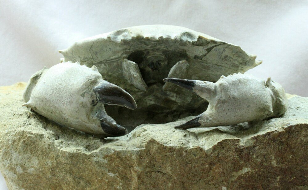 Harpactocarcinus punctulatus Crab Fossil from Famous Monte Bolca Italy