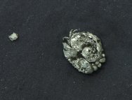 Luprisca incuba Ostracod Fossil