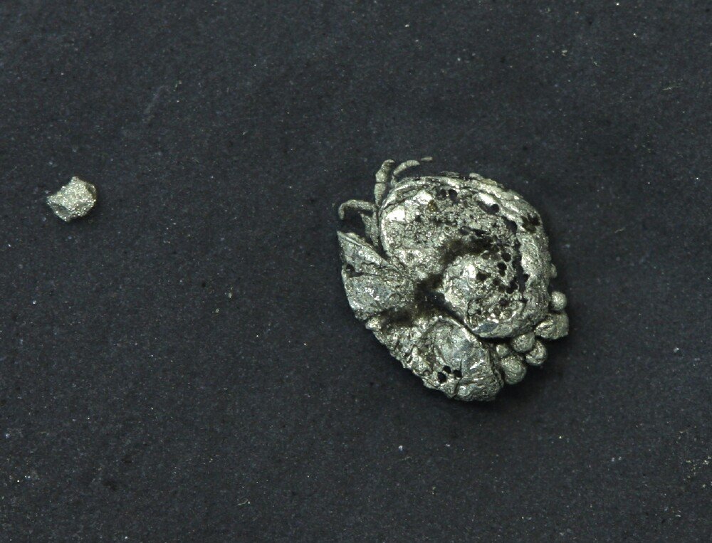 Luprisca incuba Ostracod Fossil 