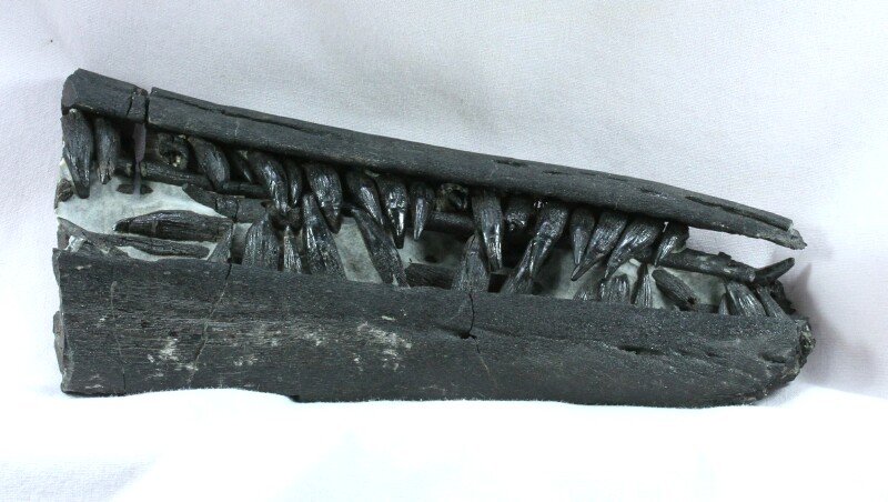 Ichthyosaur Fossil