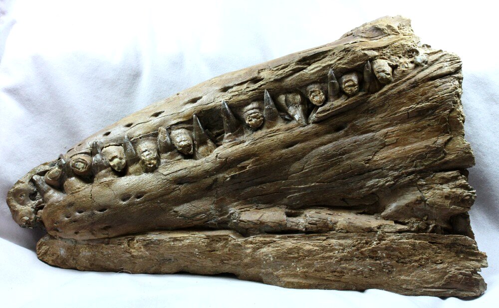 Tylosaurus proriger Mosasaur Fossil Snout Kansas Niobrara Formation