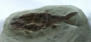 Wendichthys lautreci Bear Gulch Paleozoic Fish Fossil