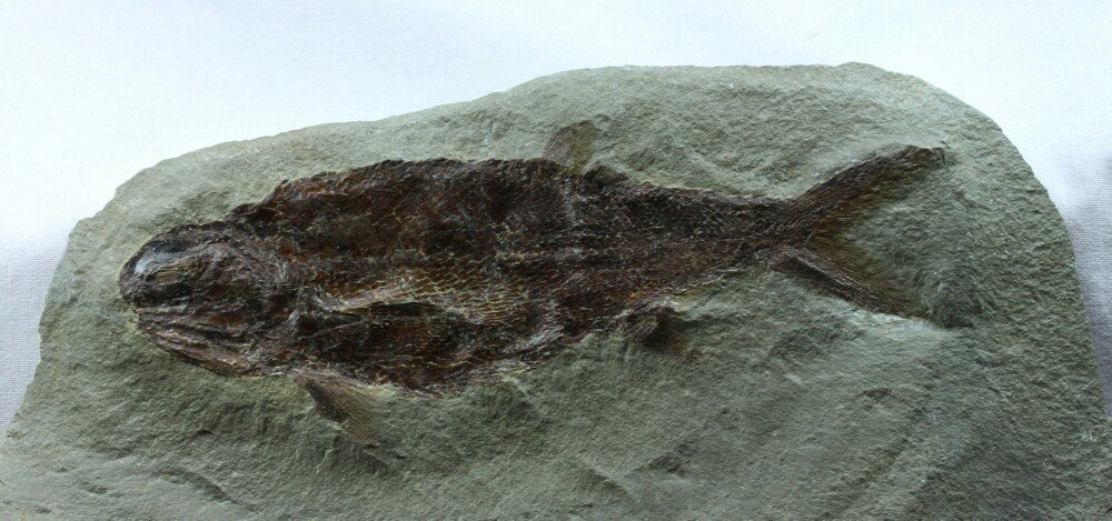 Wendichthys lautreci