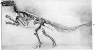 Edmontosaurus Dimosaur Skeleton