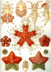Asteridea by Haeckel