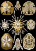 Class Echinoidea Scientific Illustration by Haeckel