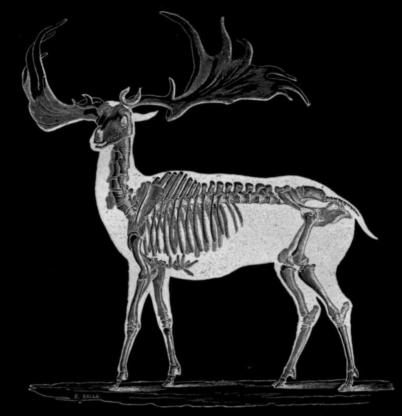 Megaloceros giganteus