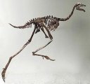 Oviraptorosaur Dinosaur