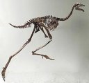 Oviraptorosauria