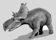 Pachyrhinosaurus Dinosaur
