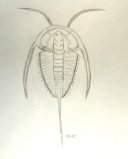 Eoredlichia Trilobite