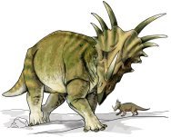 Styracosaurus Dinosaur