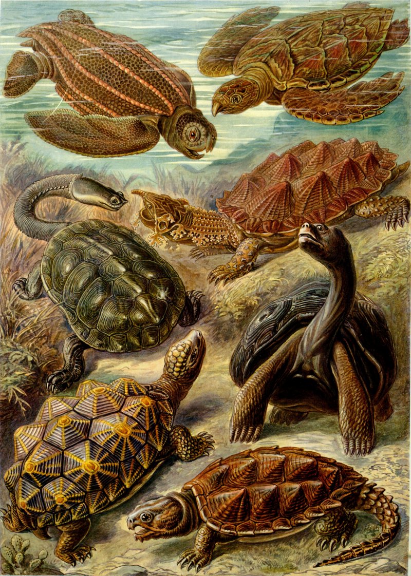 Dinosaur and Reptile Fossils