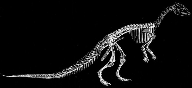 Thescelosaurus Dinosaur 